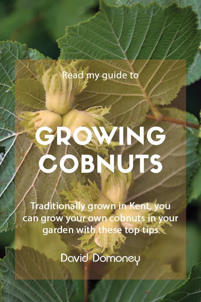 A guide to growing cobnuts