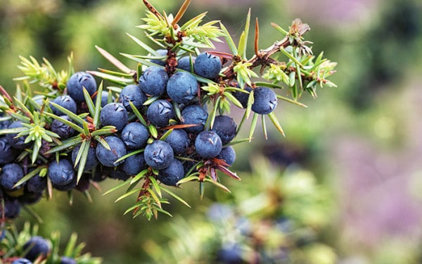 Shrubs And Trees With Winter Berries - David Domoney