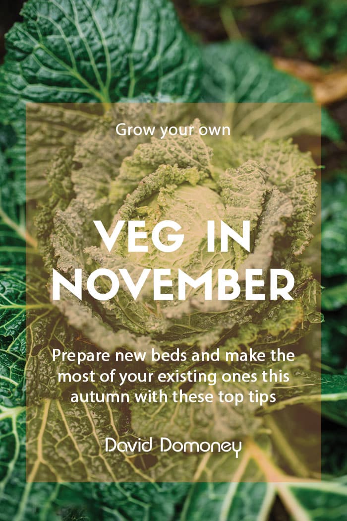 Veg to grow in November