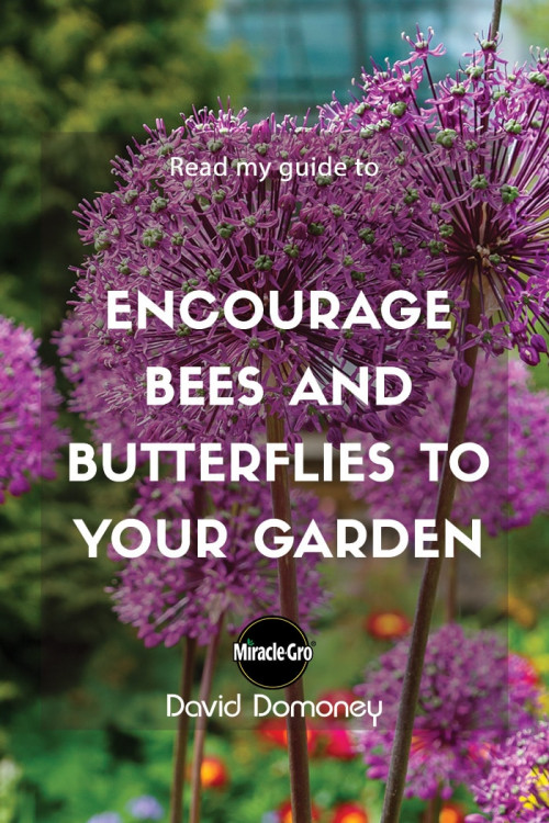 encourage bees and butterflies to your garden - feature image