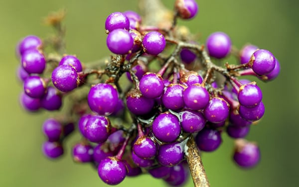 A guide to growing callicarpa - David Domoney