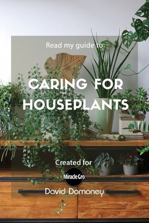 caring for houseplants - feature image