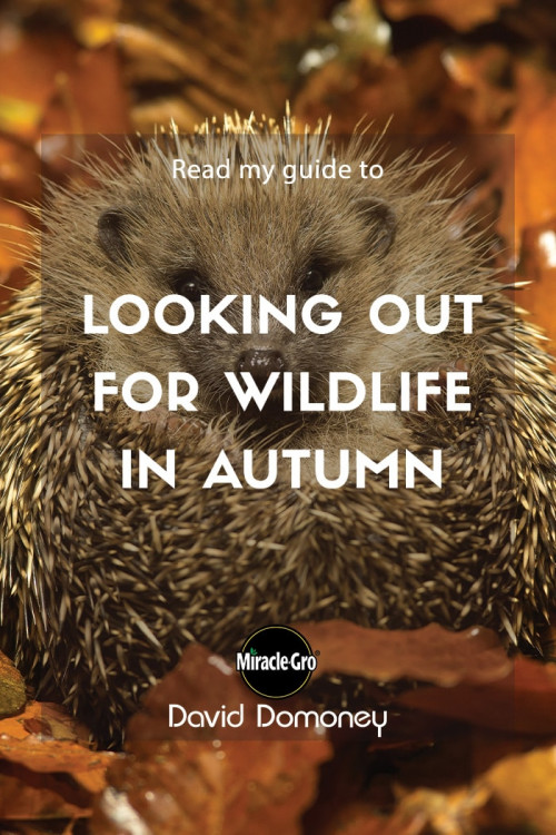 looking out for wildlife in autumn - feature image