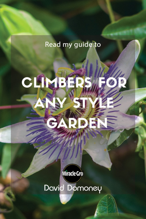 climbers for any style garden - feature image