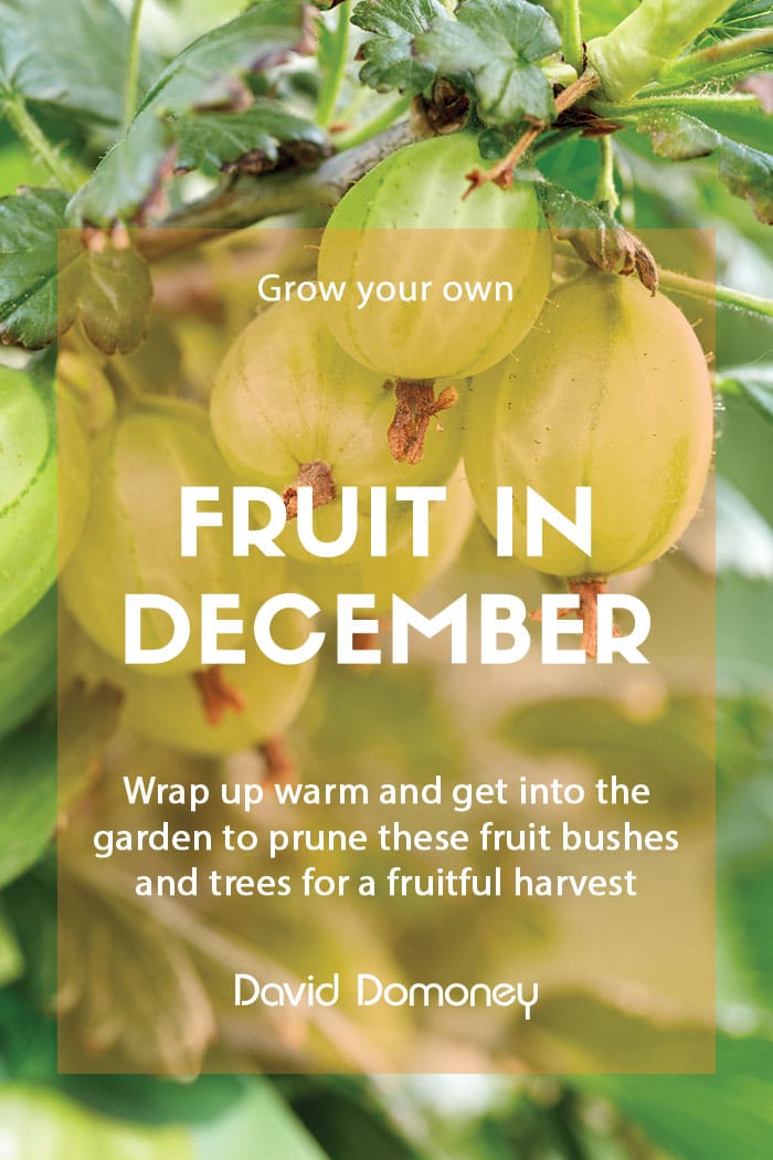 Top GYO fruit for December