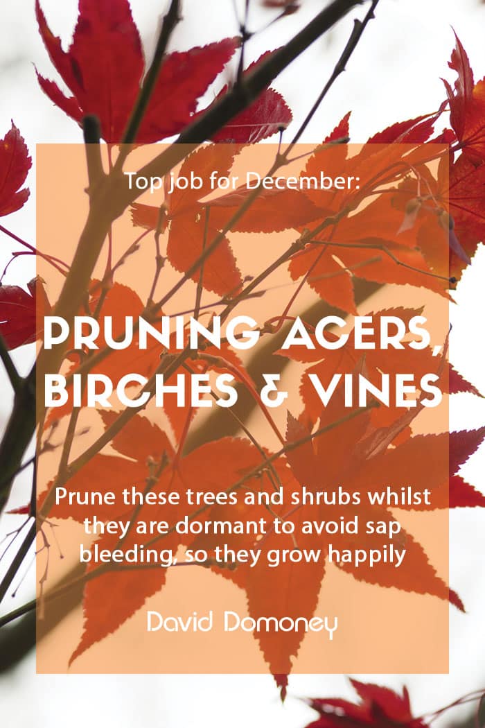 Top job for December - Pruning acers, birch and vines