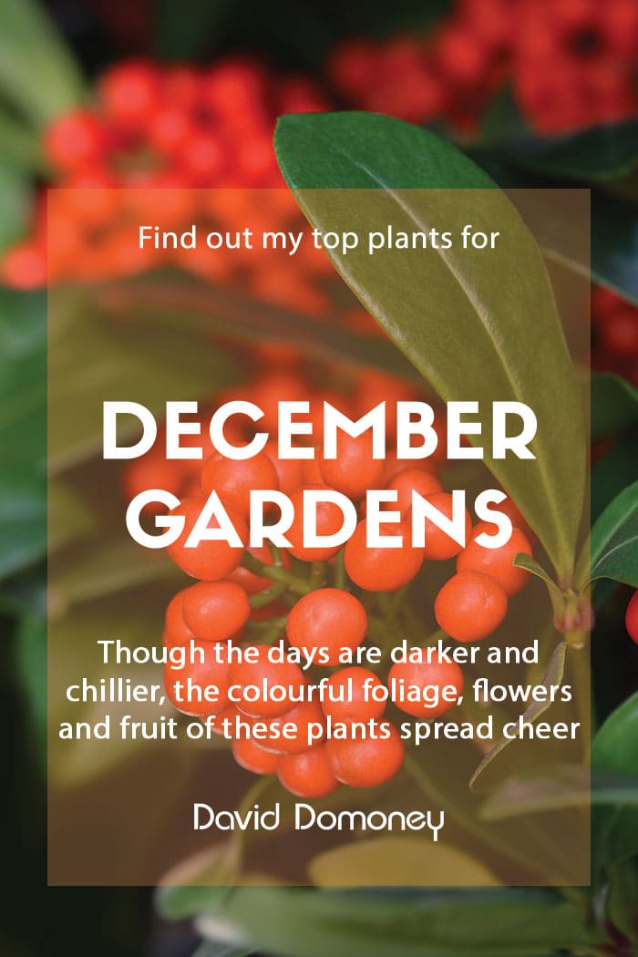 Top ten plants for December gardens