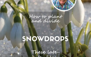 How to plant and divide snowdrops