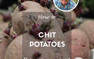 How to chit seed potatoes