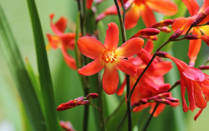 Crocosmia x crocosmiiflora montbretia