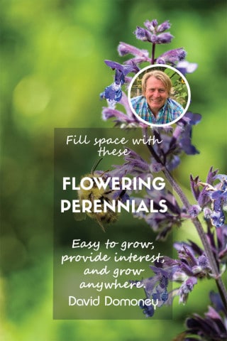 fill space with flowering perennials feature