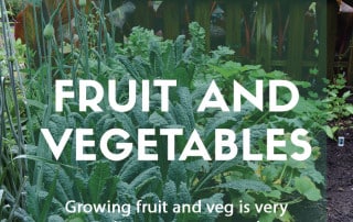 Tips for growing fruit and veg