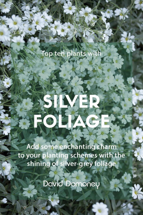 23 Plants with Silver Foliage to Help Your Garden Shine