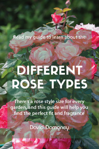 rose types feature