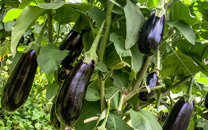 aubergines eggplants growing