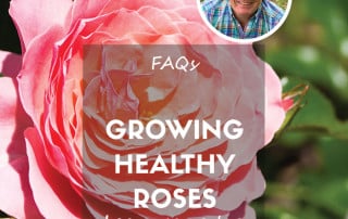 faqs for healthy rose plants