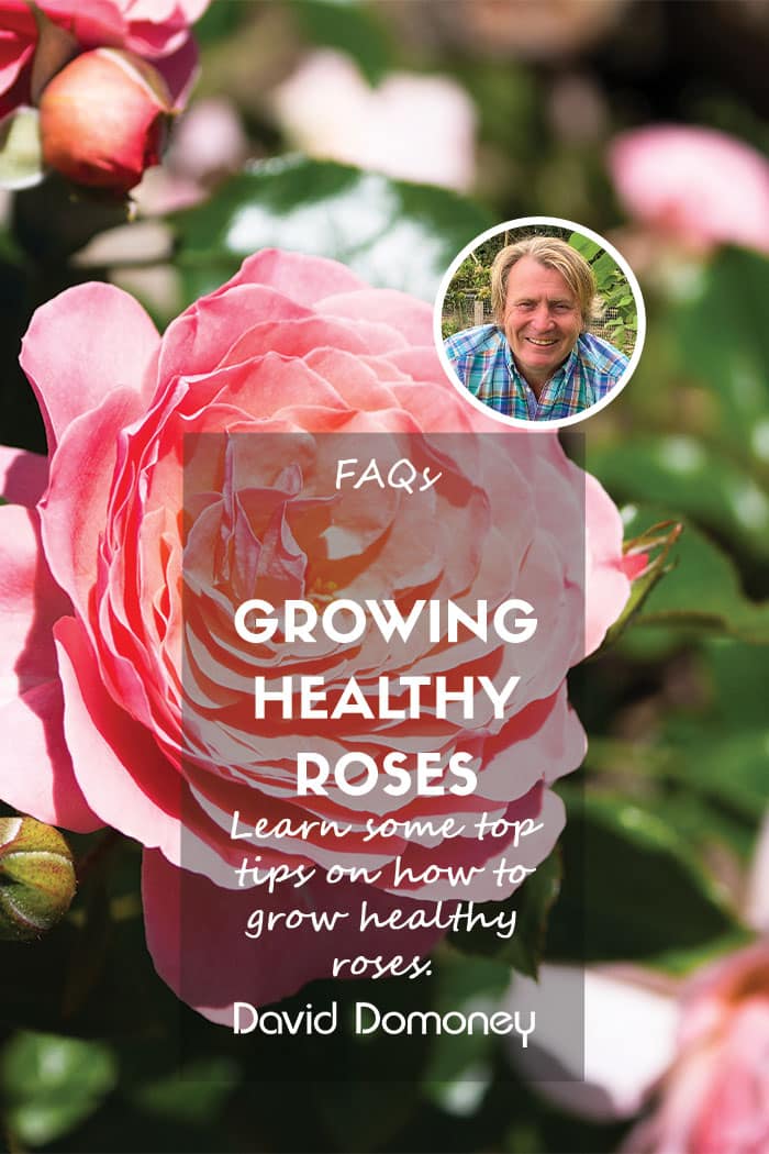 faqs for healthy rose plants