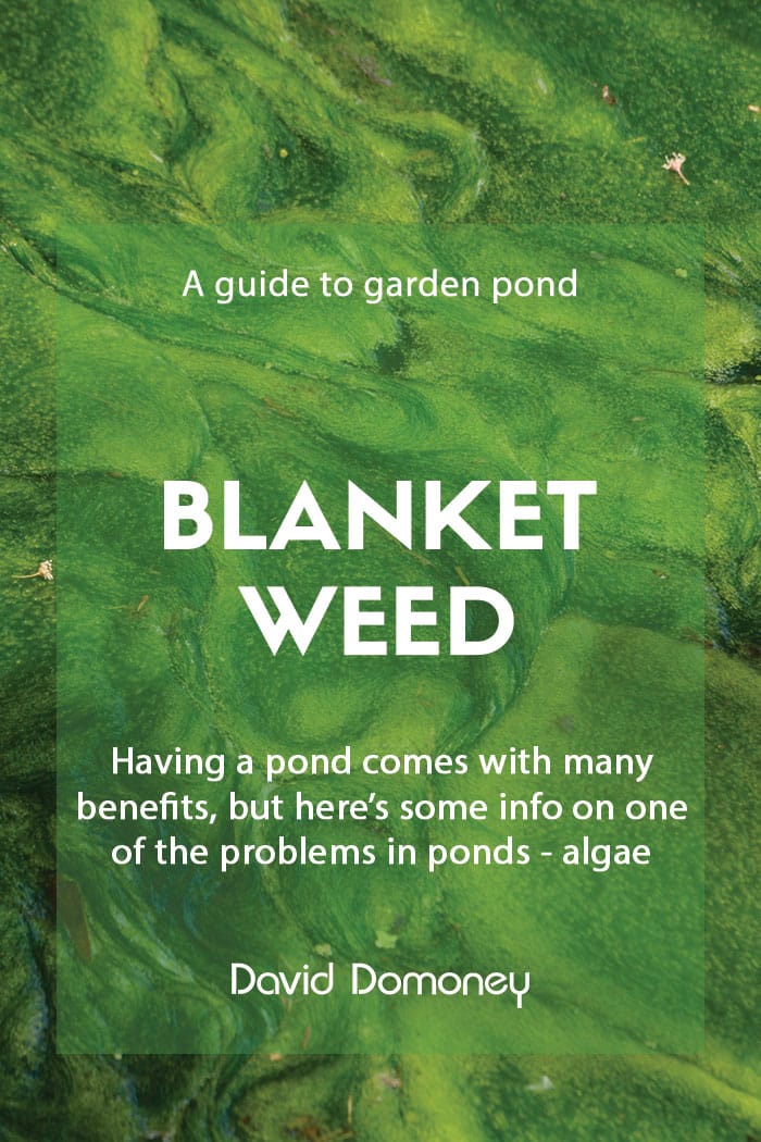 A guide to blanketweed in your garden pond