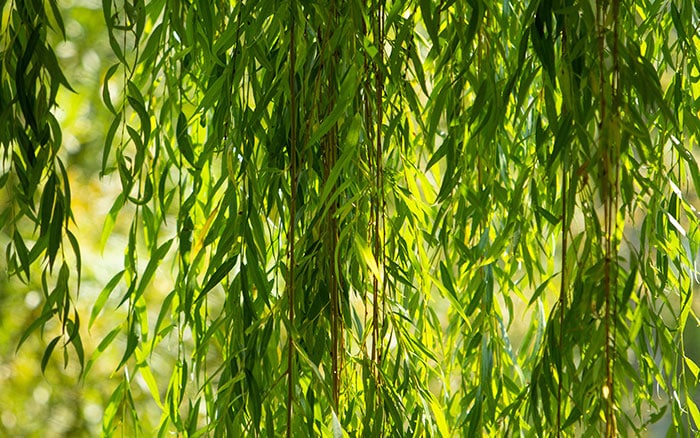 Salix alba (white willow)