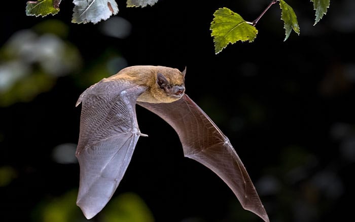 Common pipistrelle