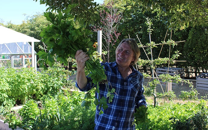 David Domoney harvesting his celery