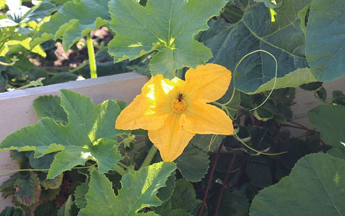 Flower on growing pumpkin