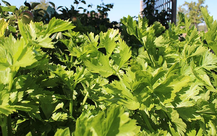 Celery foliage