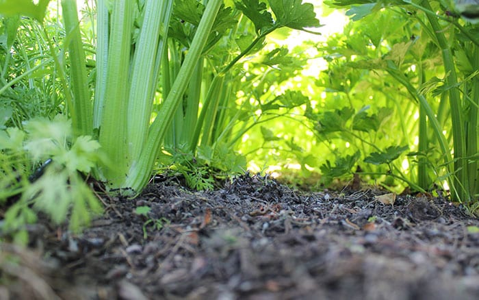 Growing celery trenches