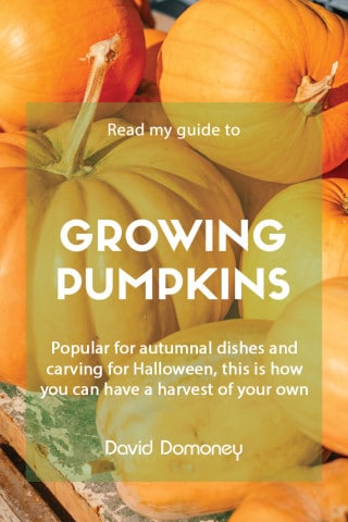 How to grow pumpkins