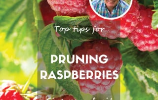 Pruning raspberries