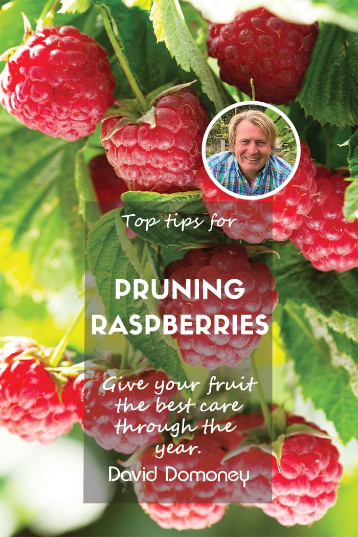 Pruning raspberries