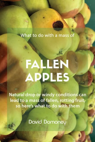 What to do with fallen apples