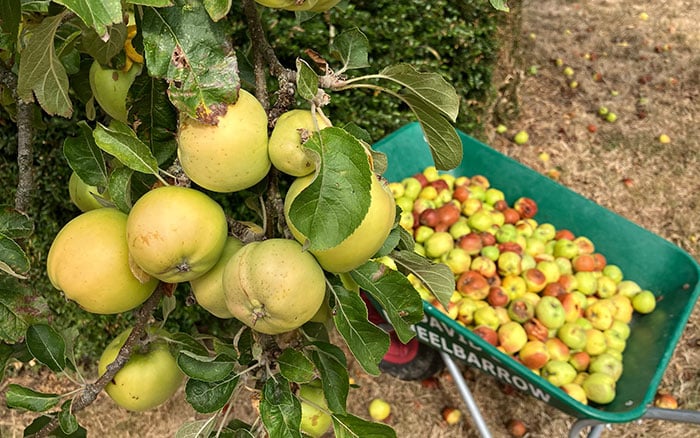 Wind leading to falling apples