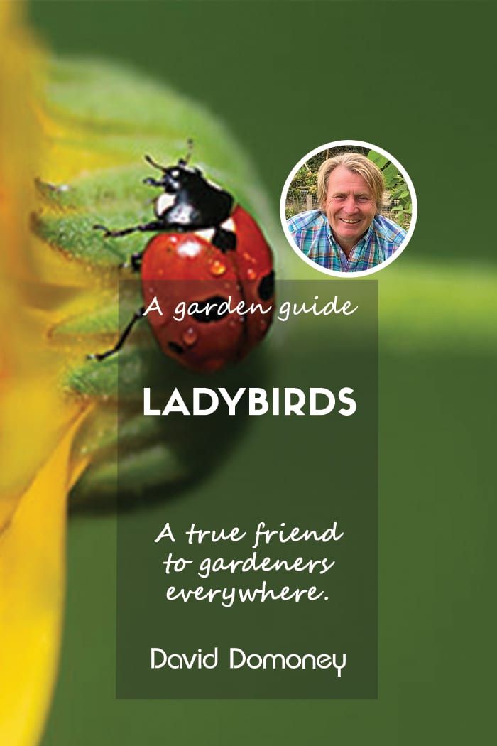 A garden guide to ladybirds