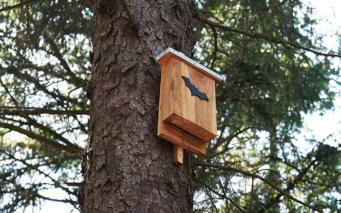 Bat Box