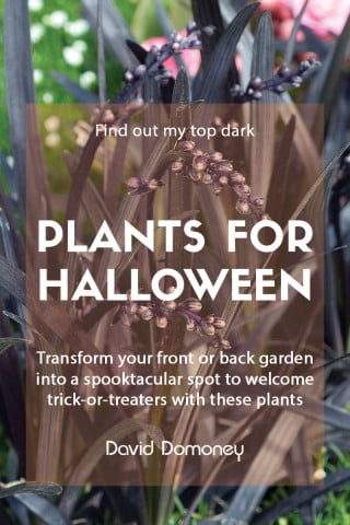 Dark Plants for Halloween