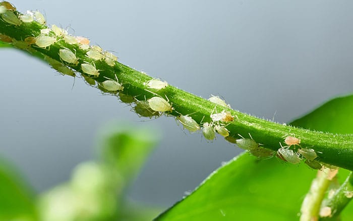 whitefly