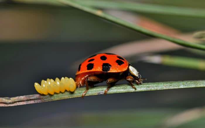 Harlequin-ladybird