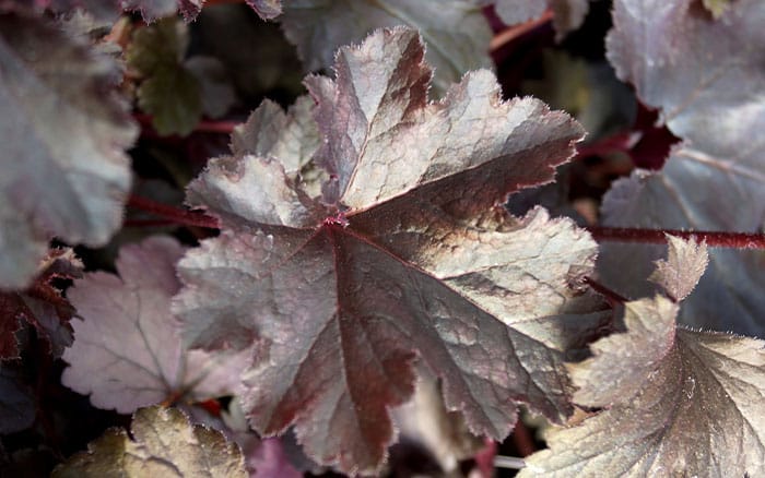 Heuchera-(coral-bells)-'Black-Pearl'