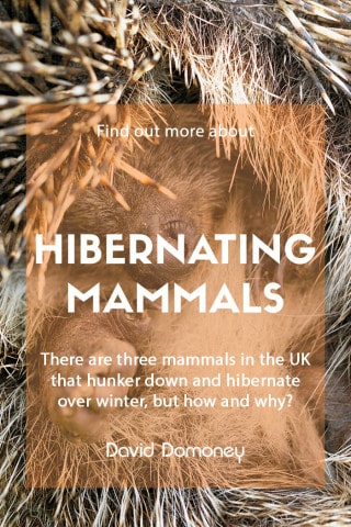 Hibernating-mammals-in-the-UK