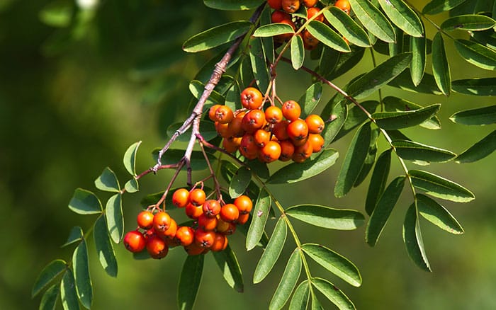 Sorbus