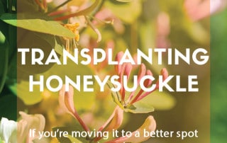 How to transplant honeysuckle