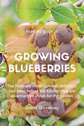 Guide to growing blueberries feature