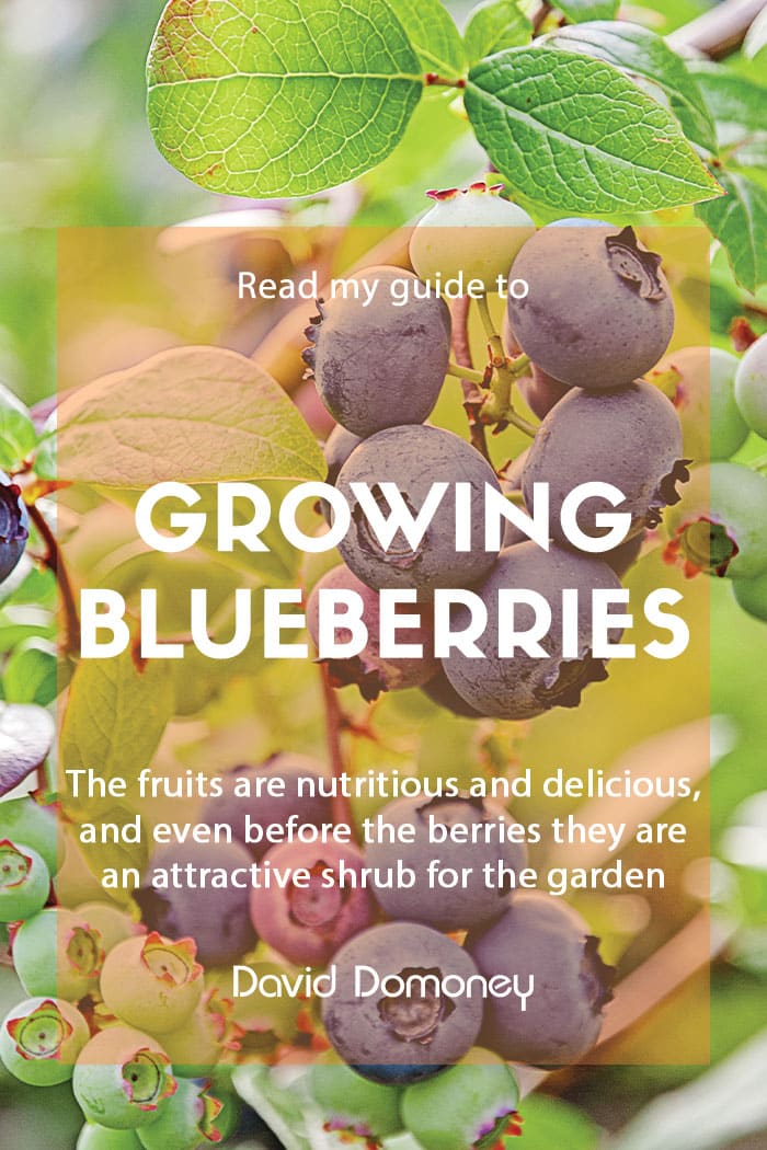 Guide to growing blueberries feature