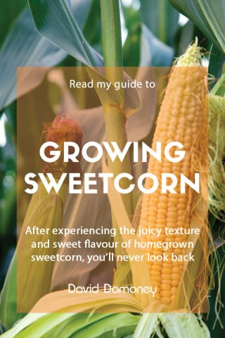 A guide to growing sweetcorn feature