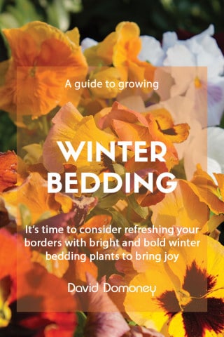 Guide to growing winter bedding plants feature