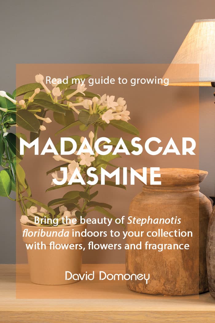 Care Guide for Indoor Jasmines!