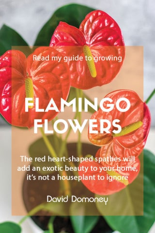 flamingo flower houseplant feature