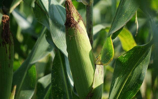 A guide to growing sweetcorn - David Domoney