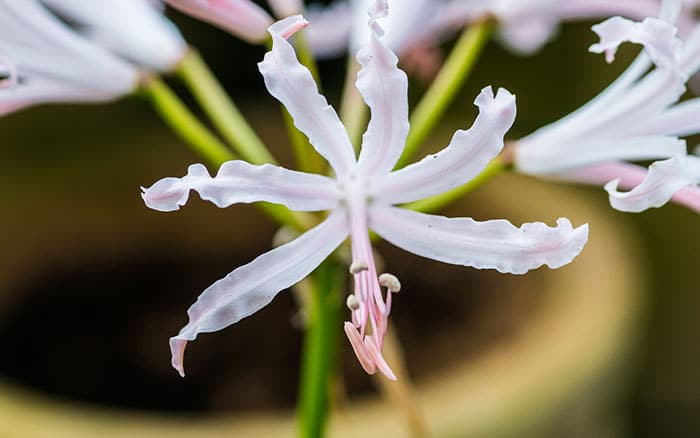 Nerine bowdenii guernsey lily 'alba'